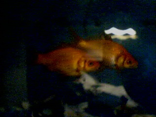 goldenfishes.jpg