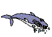 shark.jpg